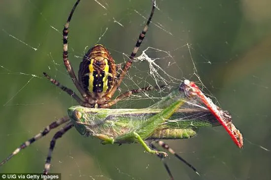 全球蜘蛛每年可捕食8亿吨昆虫 促进自然生态平衡