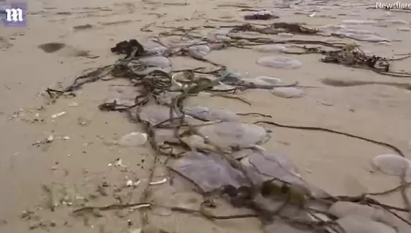 英国海滩惊现大量半透明水母 画面犹如异形入侵