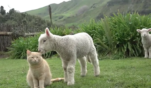 一只神奇的猫：把自己活成了羊 还当了“首领”