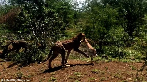 弱肉强食！羚羊在游客面前被猎豹叼走