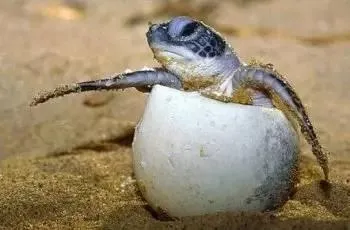 海洋里海龟最长寿？它们严重不服