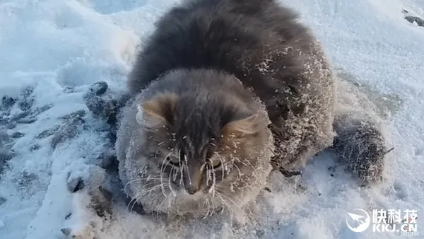 不愧是战斗民族的猫 冻困在湖里也一脸傲娇