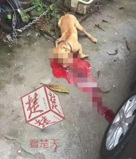 比特犬当街发情疯狂撕咬主人 被毙