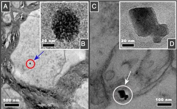 科学家证实雾霾会进入脑子? 大脑铁磁纳米粒子来自大气污染