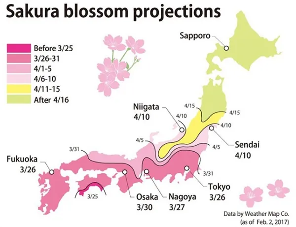 日本第一波樱花绽放：粉红花海梦幻壮观