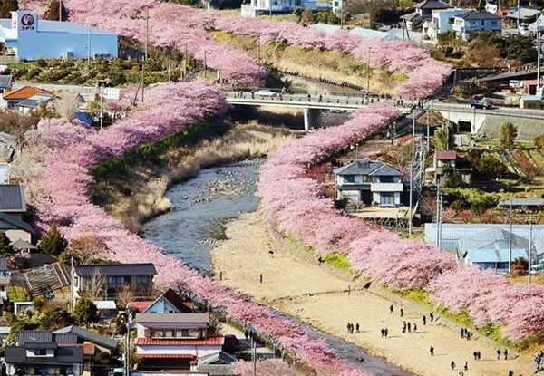 日本第一波樱花绽放：粉红花海梦幻壮观