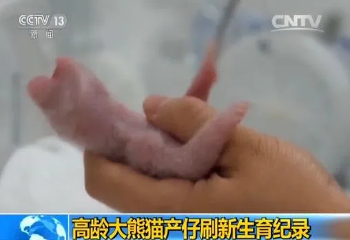 23岁大熊猫成功产下双胞胎 刷新高龄产仔纪录