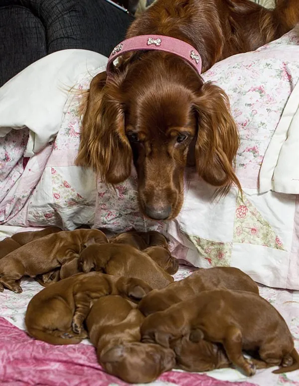 英国猎犬母亲节一窝生下15只宝宝：画面超有爱