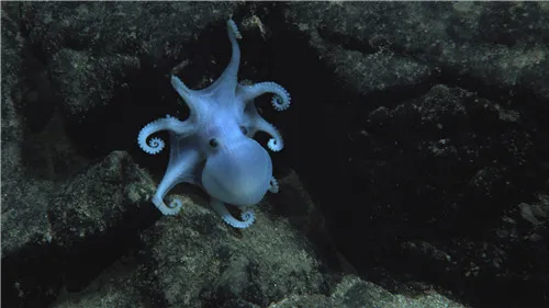 因为智能机所需金属 许多稀有深海生物将死去