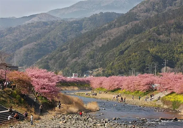 日本第一波樱花绽放：粉红花海梦幻壮观