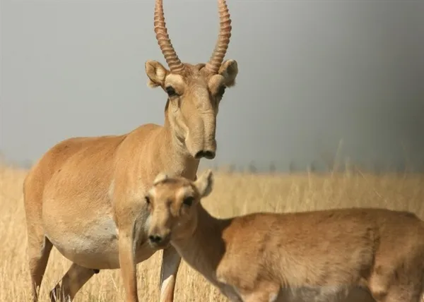 离奇！哈萨克斯坦15万头野羚羊三天内集体死亡