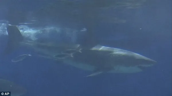 罕见！野生大白鲨在日本水族馆绝食3天而亡