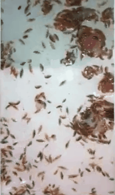 澳洲少年海游上岸后下肢血肉模糊：水中现大量食肉虫