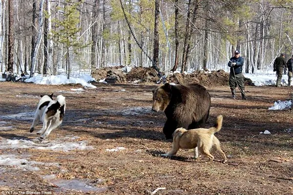 战斗民族用铁链拴住棕熊任由猎犬攻击：画面太惨烈