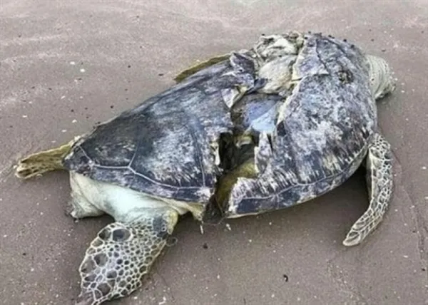 海龟卷入螺旋桨后死亡 龟壳开裂甚是凄凉