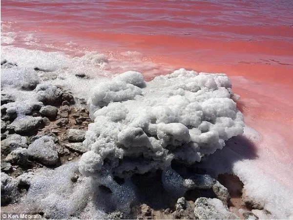 澳洲神秘湖泊因嗜盐微生物变成粉红色