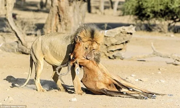 狮王猎杀羚羊全过程：一口毙命