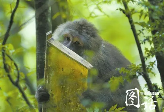 探秘四川深山蜂王：白天驱猴晚上防熊