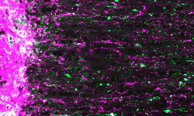 科学家首次成功修复小鼠受损视神经：或帮助盲人重见光明