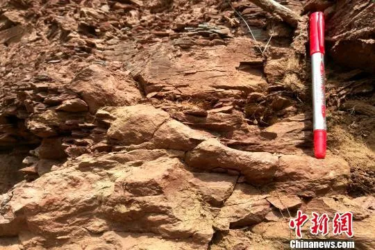 陕西铜川发现罕见2.5亿年前远古生物陆地活动遗迹