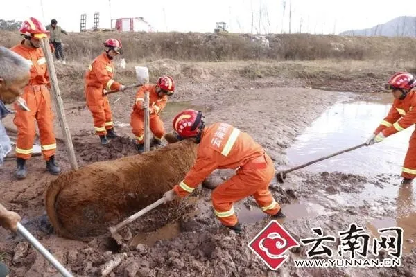 黄牛又陷泥潭了 这次消防员用水枪救了它