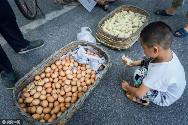 活久见：马路高温50度 商贩露天孵小鸡