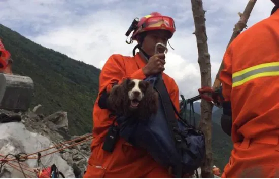 灾难中你见识了搜救犬的壮年，但你可知它们的暮年？