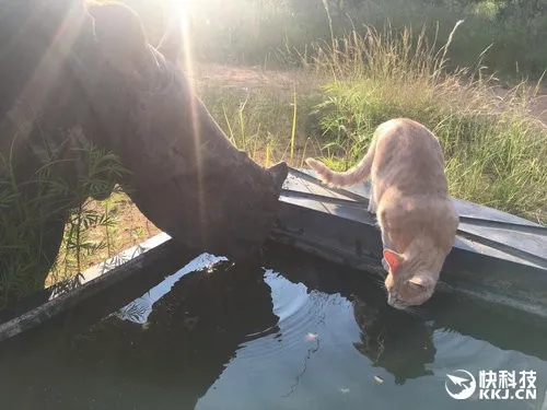 小犀牛和猫成为好朋友 睡觉、散步都黏在一起