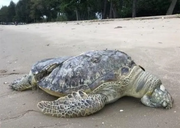 海龟卷入螺旋桨后死亡 龟壳开裂甚是凄凉