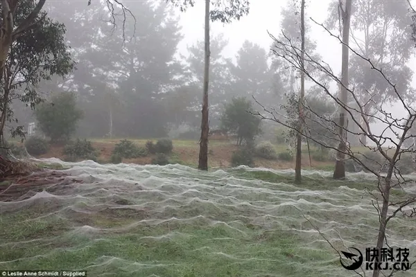 洪水来袭 百万蜘蛛从天而降：这画面不可思议