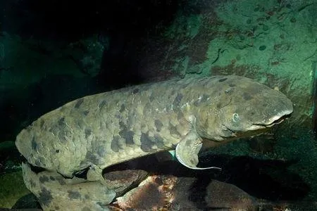 地球最古老脊椎动物:这条鱼活了90多岁离世