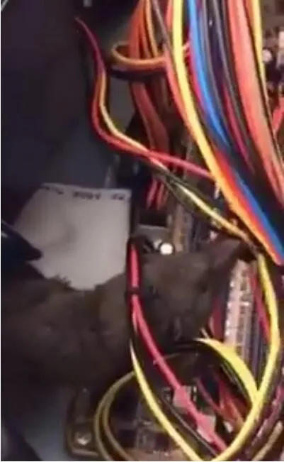 打开电脑机箱惊见老鼠：“探险”失败被电线缠住