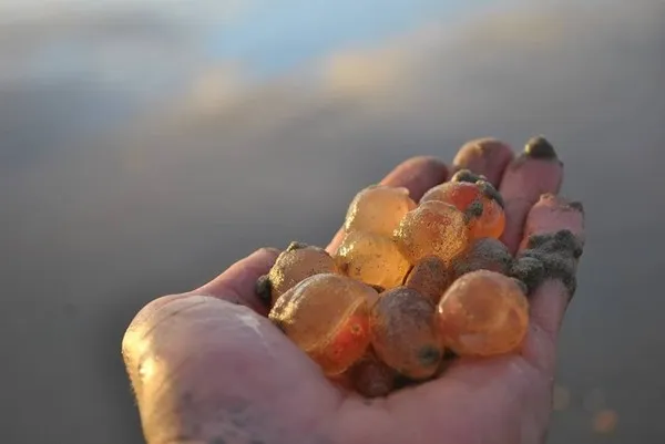 美国海滩出现大量粉色不明生物：像琥珀 钻来钻去