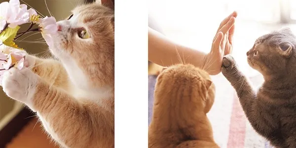治愈系猫爪照片 表示完全没有抵抗力