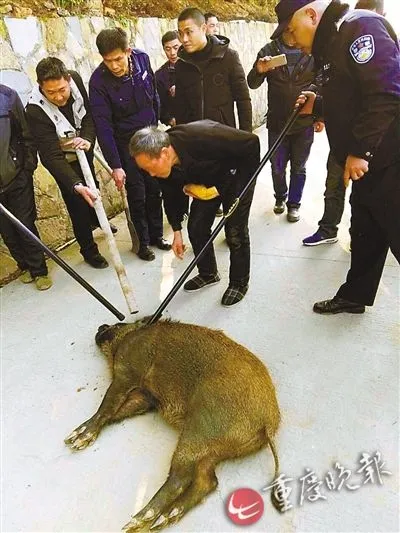 凶猛野猪闯景区与游客对峙：被枪爆头仍站立