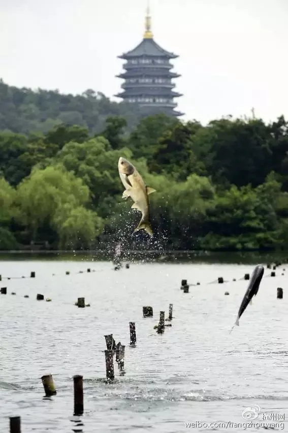 西湖“鱼跃龙门”奇景：大白鲢一蹦三尺高