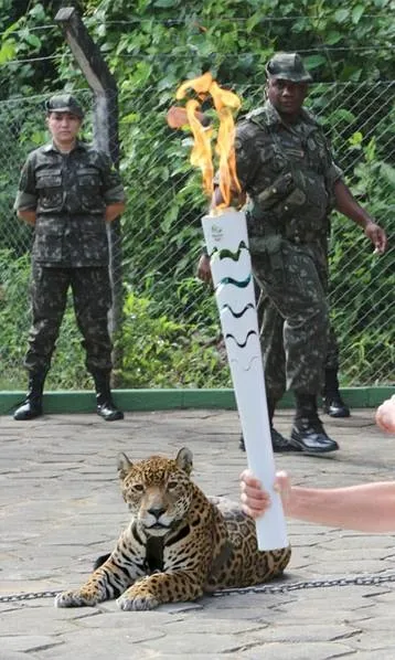 巴西吉祥物美洲虎圣火传递后袭人 惨遭击毙