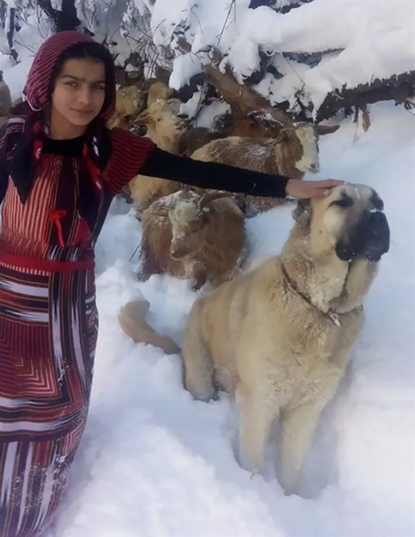 11岁女孩和狗狗风雪中救了一对山羊母子 画面太暖