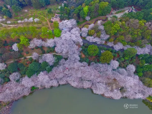 长沙樱花绚烂绽放 高空航拍如诗如画