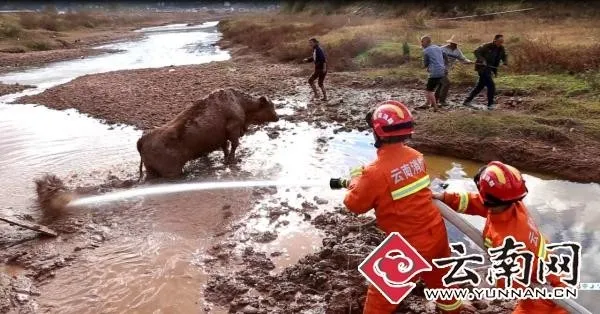 黄牛又陷泥潭了 这次消防员用水枪救了它