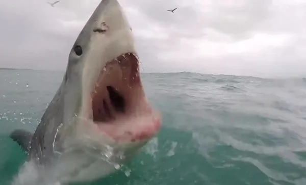 大白鲨突然跃出水面：摄影师差点变成早餐