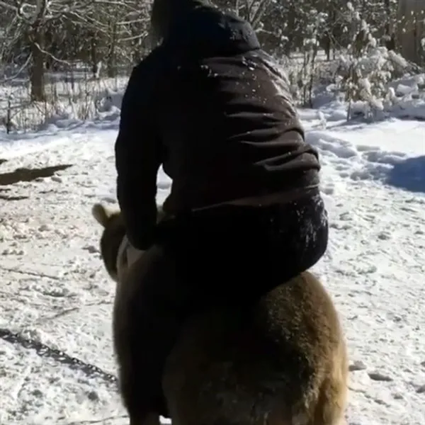 俄男子养巨熊当宠物：雪地忘我肉搏摔跤