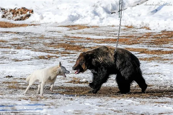 战斗民族用铁链拴住棕熊任由猎犬攻击：画面太惨烈