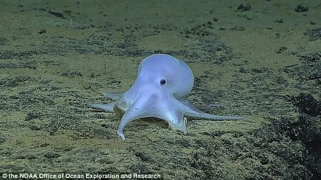 酷似小精灵的深海章鱼面临灭绝：罪魁祸首可能正是手机