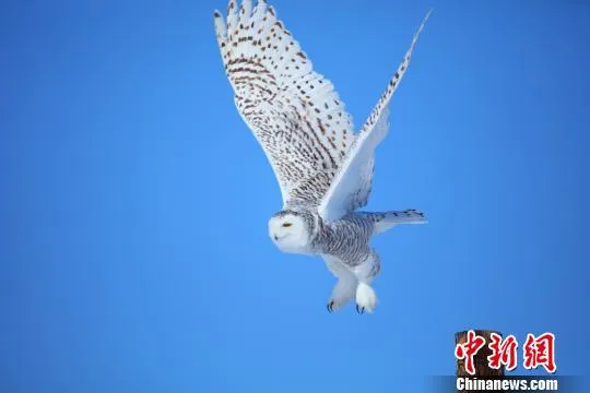 北极野生动物——雪鸮再现新疆哈巴河县(图)