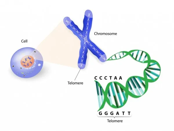 科学家发现一种全新的端粒蛋白质