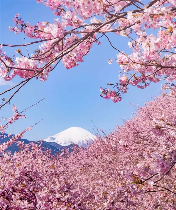 日本第一波樱花绽放：粉红花海梦幻壮观