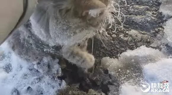 不愧是战斗民族的猫 冻困在湖里也一脸傲娇