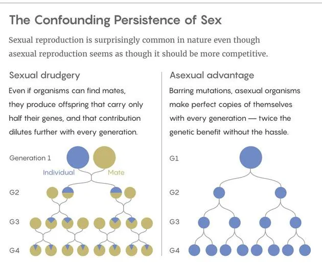 存在即合理：人类性行为或有利于剔除不良基因变异