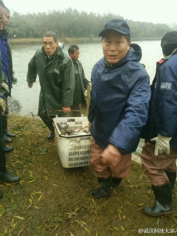 武汉科技大学校内湖捕鱼：学生免费吃红烧鱼块